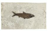 Fossil Fish (Knightia) - Huge For Species #222868-1